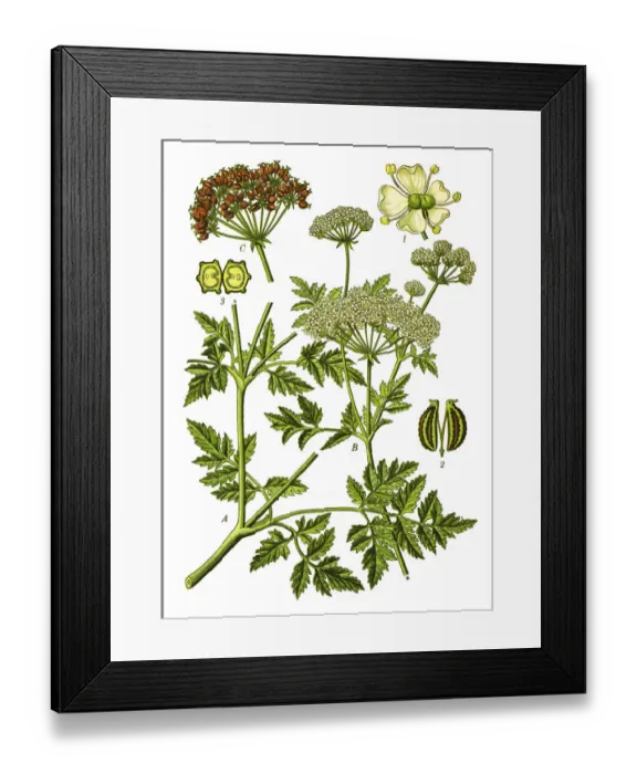 Framed Print : hemlock or poison hemlock Framed Print : hemlock or poison hemlock