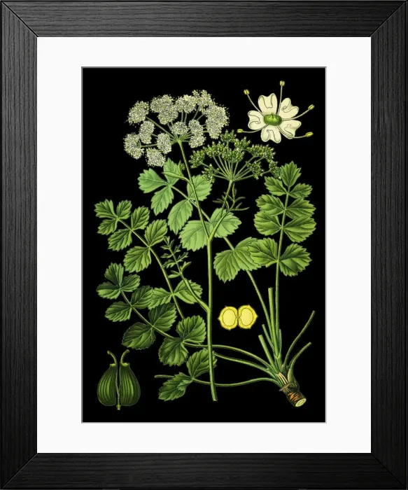 Framed Print : burnet-saxifrage, solidstem burnet saxifrage, lesser burnet Framed Print : burnet-saxifrage, solidstem burnet saxifrage, lesser burnet