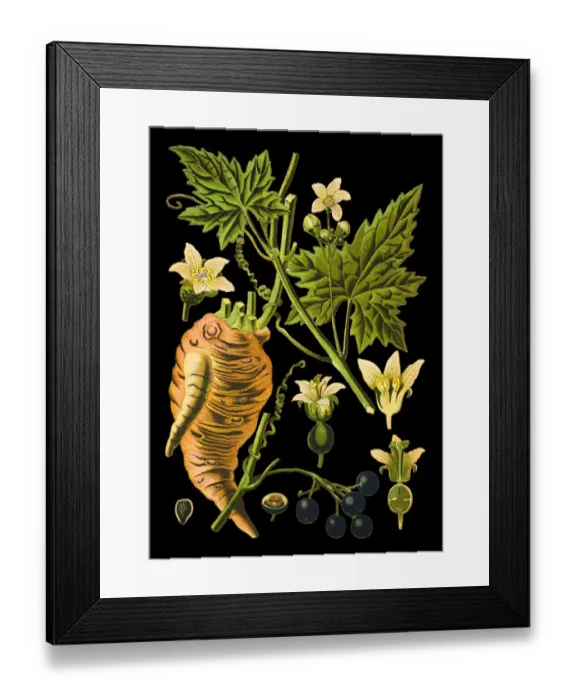 Framed Print : white bryony, wild hop