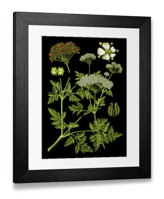 Framed Print : hemlock or poison hemlock Framed Print : hemlock or poison hemlock