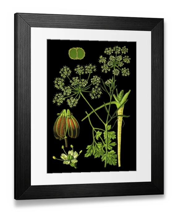 Framed Print : Parsley or garden parsley Framed Print : Parsley or garden parsley
