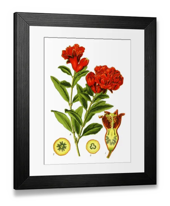 Framed Print : pomegranate Framed Print : pomegranate