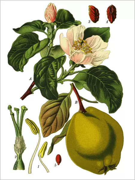 apple quince