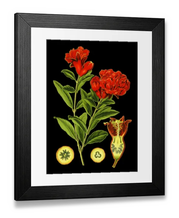 Framed Print : pomegranate Framed Print : pomegranate