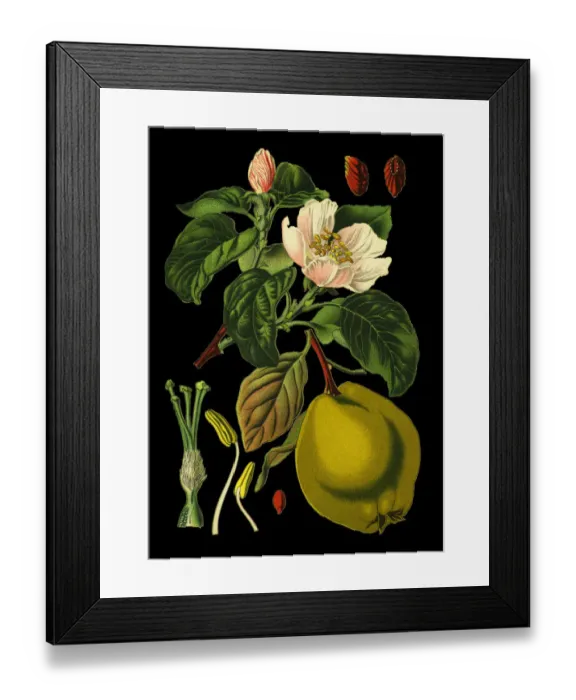 Framed Print : apple quince Framed Print : apple quince