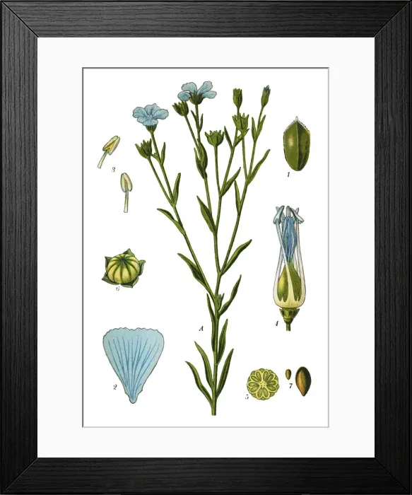Framed Print : flax. Antique illustration of a Medicinal and Herbal Plants. Framed Print : flax. Antique illustration of a Medicinal and Herbal Plants.