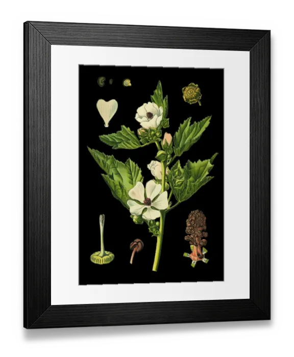 Framed Print : marsh-mallow Framed Print : marsh-mallow