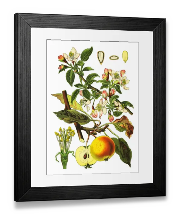 Framed Print : apple. Antique illustration of a Medicinal and Herbal Plants. Framed Print : apple. Antique illustration of a Medicinal and Herbal Plants.