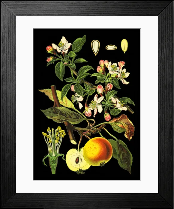Framed Print : apple. Antique illustration of a Medicinal and Herbal Plants. Framed Print : apple. Antique illustration of a Medicinal and Herbal Plants.