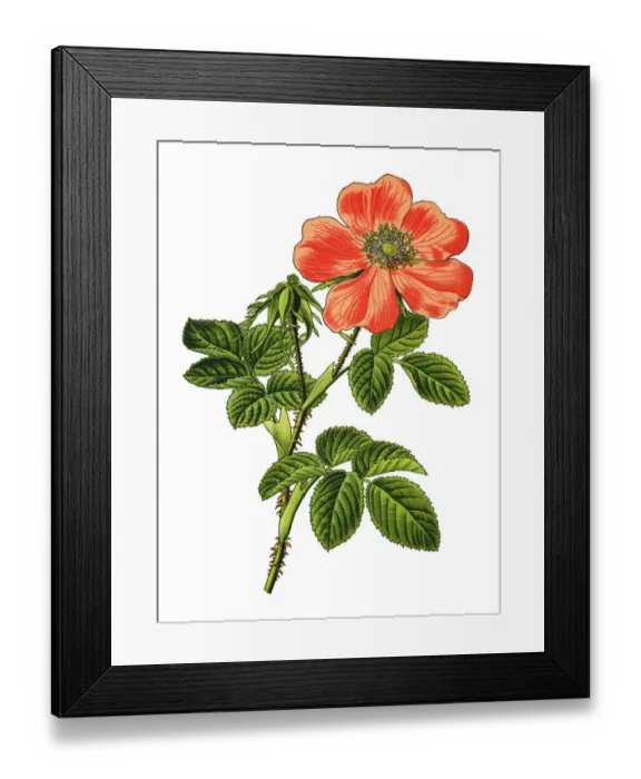 Framed Print : Gallic rose, French rose, rose of Provins Framed Print : Gallic rose, French rose, rose of Provins