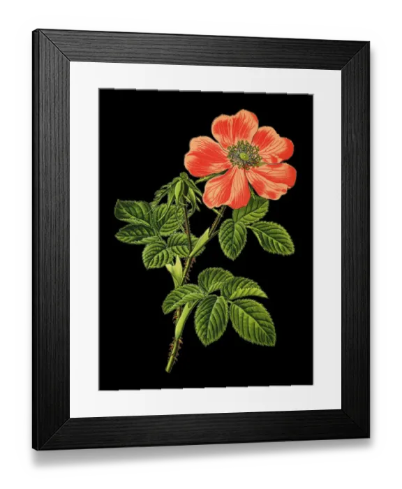 Framed Print : Gallic rose, French rose, rose of Provins