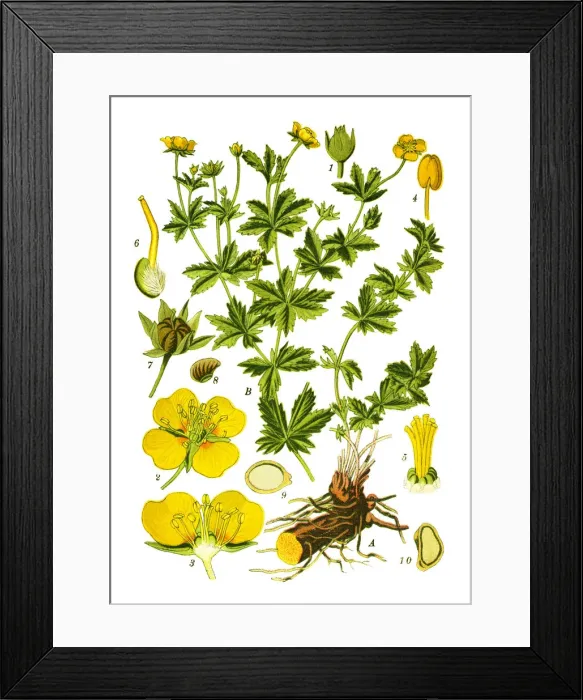 Framed Print : tormentil, septfoil, Tormentilla erecta, Potentilla laeta, Potentilla tormentilla Framed Print : tormentil, septfoil, Tormentilla erecta, Potentilla laeta, Potentilla tormentilla