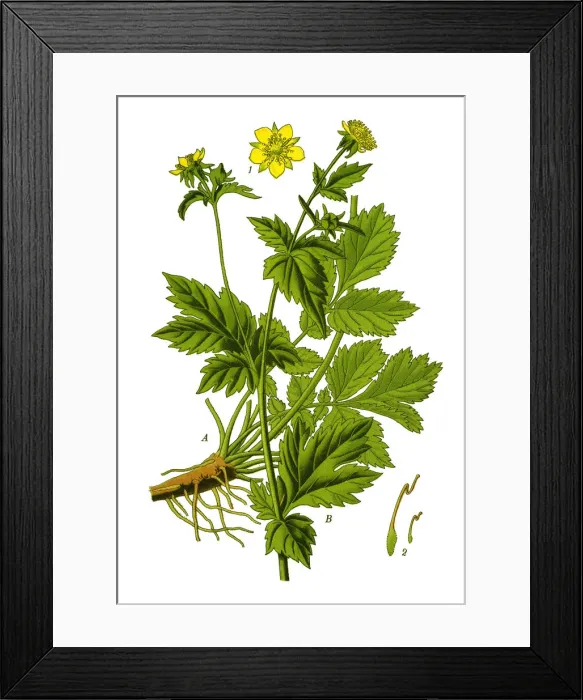 Framed Print : wood avens, herb Bennet, colewort, St. Benedicts herb