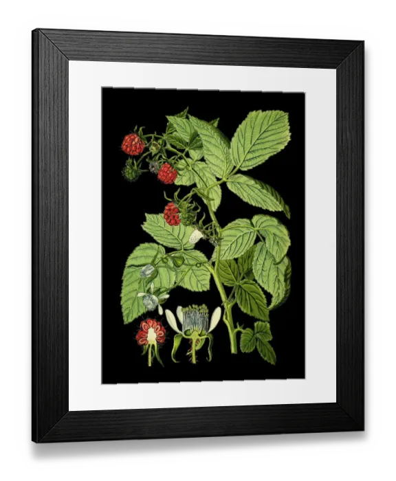 Framed Print : raspberries Framed Print : raspberries