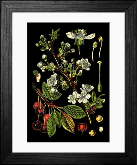 Framed Print : field Flower Framed Print : field Flower