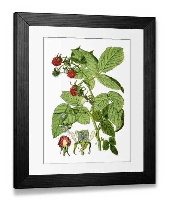 Framed Print : raspberries