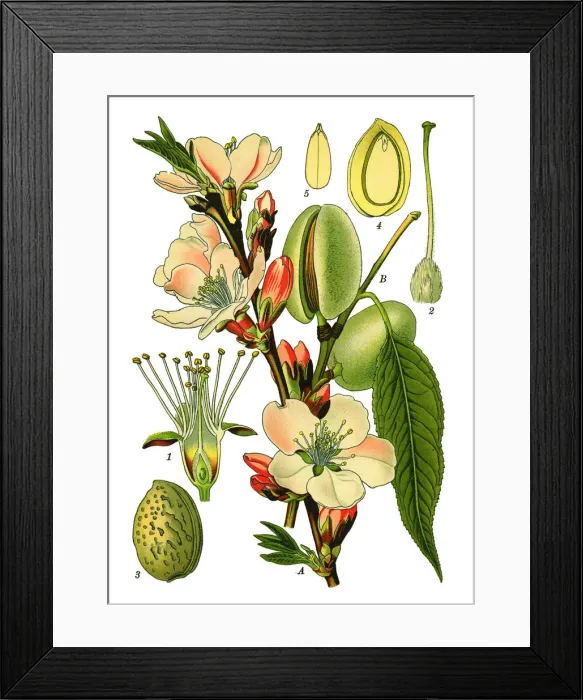 Framed Print : almond. Antique illustration of a Medicinal and Herbal Plants. Framed Print : almond. Antique illustration of a Medicinal and Herbal Plants.