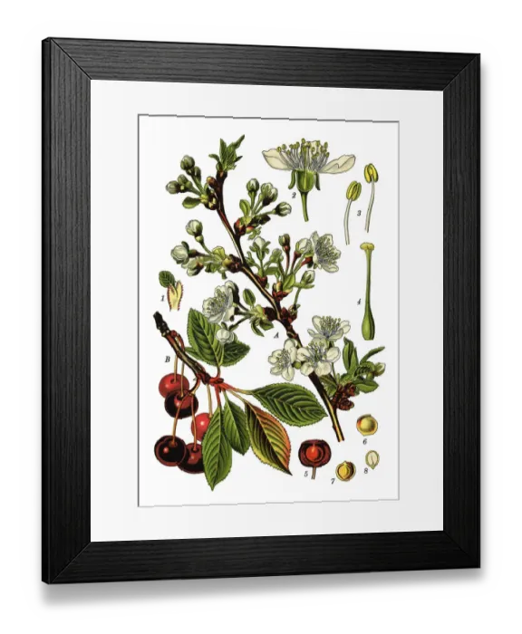 Framed Print : cherry. Antique illustration of a Medicinal and Herbal Plants. Framed Print : cherry. Antique illustration of a Medicinal and Herbal Plants.