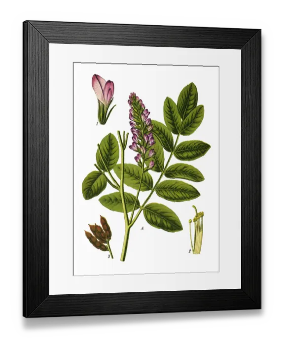 Framed Print : Liquorice, licorice