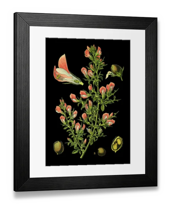 Framed Print : spiny restharrow, restharrow Framed Print : spiny restharrow, restharrow