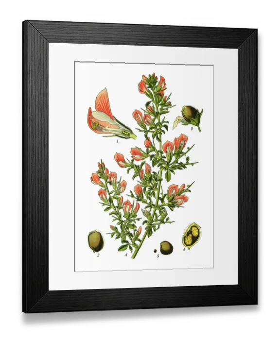 Framed Print : spiny restharrow, restharrow Framed Print : spiny restharrow, restharrow
