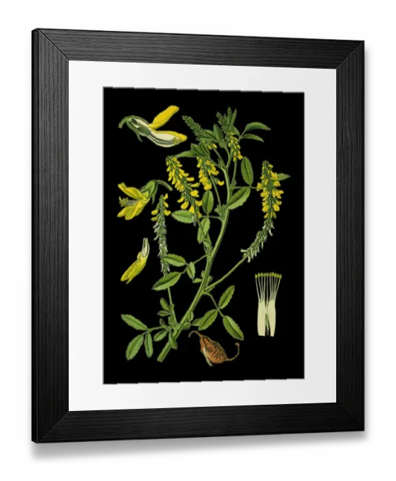 Framed Print : yellow sweet clover, yellow melilot, ribbed melilot Framed Print : yellow sweet clover, yellow melilot, ribbed melilot