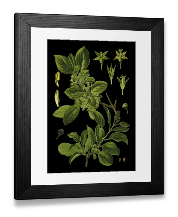 Framed Print : buckthorn, common buckthorn, purging buckthorn Framed Print : buckthorn, common buckthorn, purging buckthorn