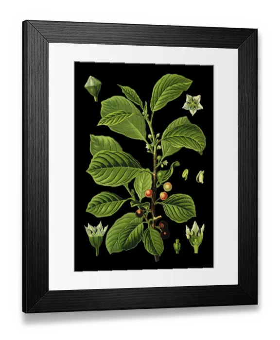 Framed Print : alder buckthorn, glossy buckthorn, breaking buckthorn Framed Print : alder buckthorn, glossy buckthorn, breaking buckthorn