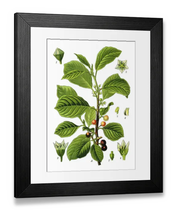 Framed Print : alder buckthorn, glossy buckthorn, breaking buckthorn Framed Print : alder buckthorn, glossy buckthorn, breaking buckthorn