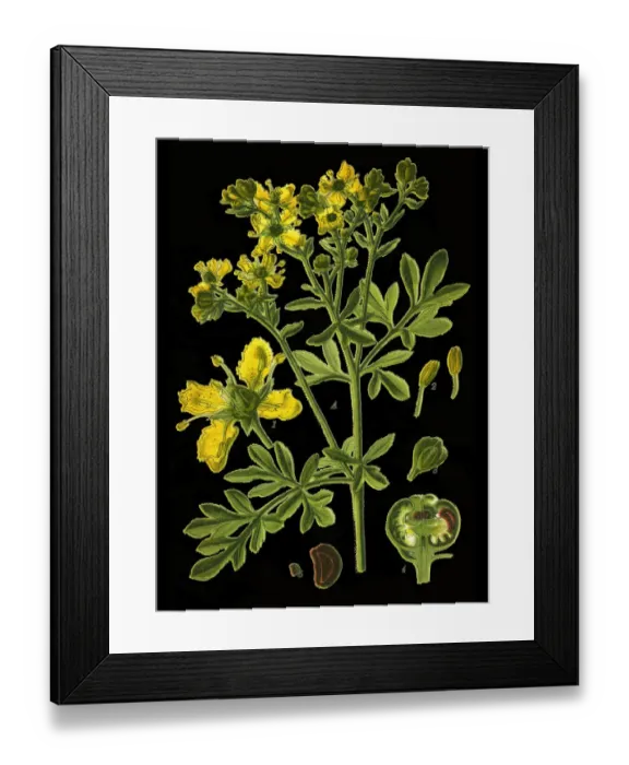 Framed Print : rue, common rue, herb-of-grace Framed Print : rue, common rue, herb-of-grace