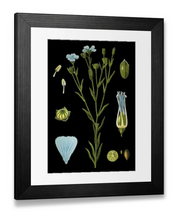 Framed Print : flax. Antique illustration of a Medicinal and Herbal Plants. Framed Print : flax. Antique illustration of a Medicinal and Herbal Plants.