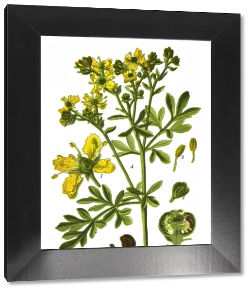 rue, common rue, herb-of-grace