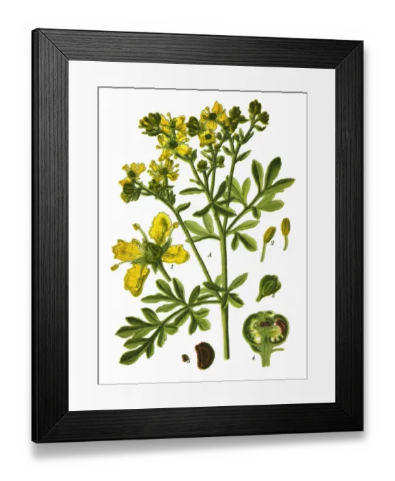 Framed Print : rue, common rue, herb-of-grace Framed Print : rue, common rue, herb-of-grace