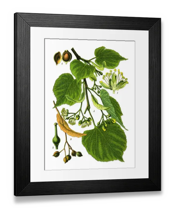 Framed Print : Linden. Antique illustration of a Medicinal and Herbal Plants. Framed Print : Linden. Antique illustration of a Medicinal and Herbal Plants.