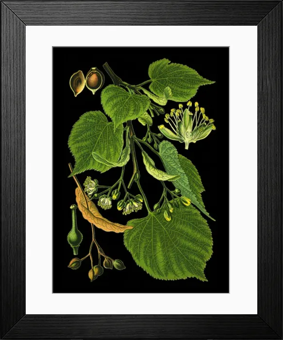 Framed Print : Linden. Antique illustration of a Medicinal and Herbal Plants. Framed Print : Linden. Antique illustration of a Medicinal and Herbal Plants.