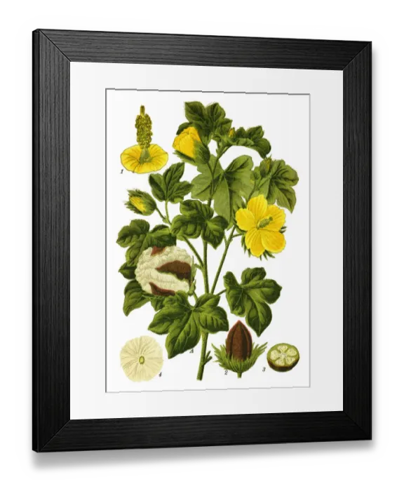 Framed Print : Levant cotton Framed Print : Levant cotton