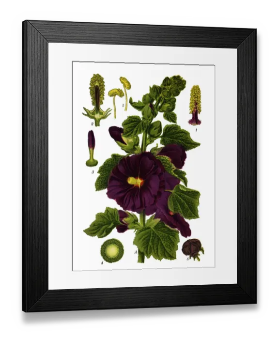 Framed Print : common hollyhock Framed Print : common hollyhock