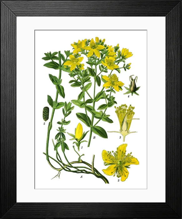 Framed Print : perforate St John s-wort, common Saint Johns wort, St Johns wort Framed Print : perforate St John s-wort, common Saint Johns wort, St Johns wort