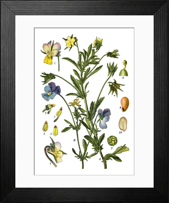 Framed Print : Johnny Jump up, heartsease, hearts ease, hearts delight, tickle-my-fancy, Jack-jump-up-and-kiss-me Framed Print : Johnny Jump up, heartsease, hearts ease, hearts delight, tickle-my-fancy, Jack-jump-up-and-kiss-me