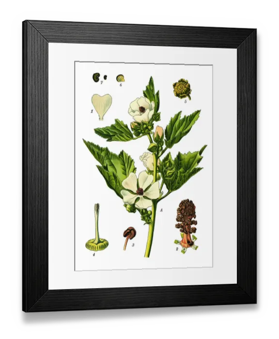 Framed Print : marsh-mallow Framed Print : marsh-mallow