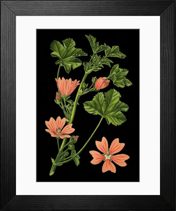 Framed Print : common mallow, cheeses, high mallow, tall mallow Framed Print : common mallow, cheeses, high mallow, tall mallow