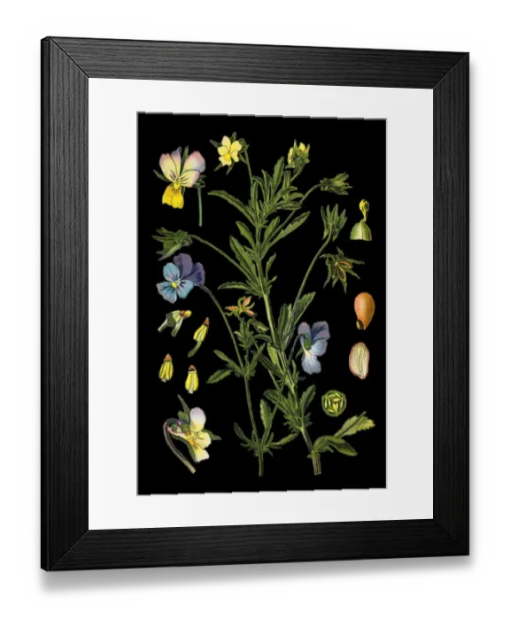 Framed Print : Johnny Jump up, heartsease, hearts ease, hearts delight, tickle-my-fancy, Jack-jump-up-and-kiss-me Framed Print : Johnny Jump up, heartsease, hearts ease, hearts delight, tickle-my-fancy, Jack-jump-up-and-kiss-me