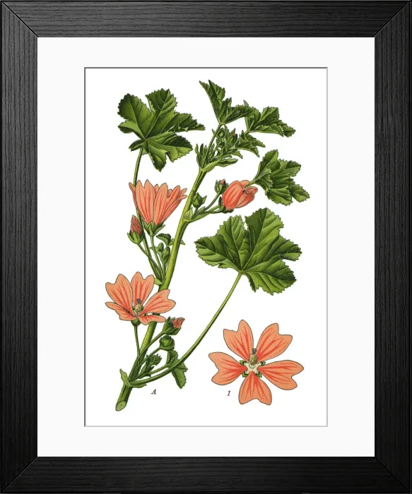 Framed Print : common mallow, cheeses, high mallow, tall mallow Framed Print : common mallow, cheeses, high mallow, tall mallow