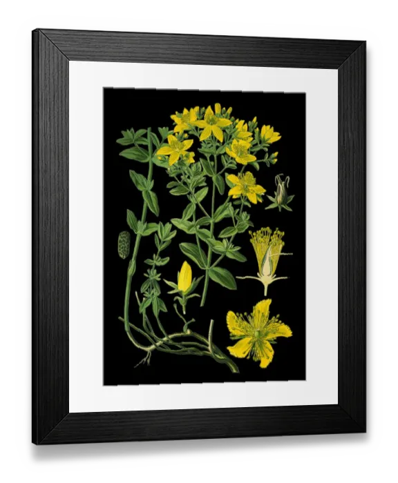 Framed Print : perforate St John s-wort, common Saint Johns wort, St Johns wort Framed Print : perforate St John s-wort, common Saint Johns wort, St Johns wort