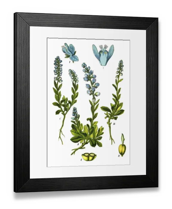 Framed Print : milkworts or snakeroots Framed Print : milkworts or snakeroots