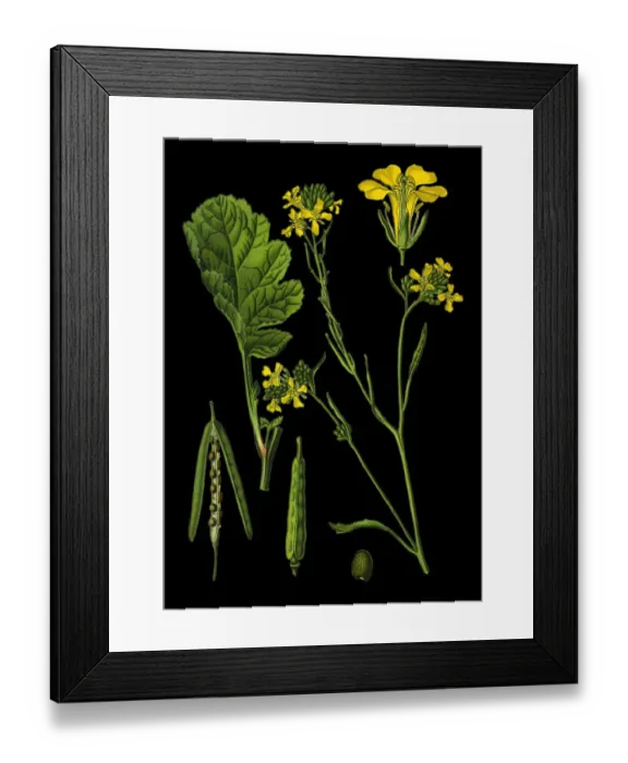 Framed Print : mustard flower Framed Print : mustard flower