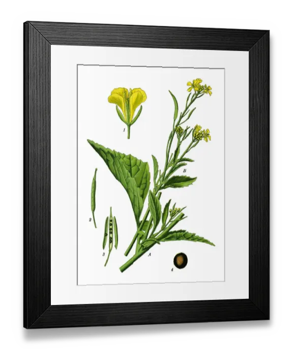 Framed Print : brown mustard, Chinese mustard, Indian mustard, leaf mustard, Oriental mustard, vegetable Framed Print : brown mustard, Chinese mustard, Indian mustard, leaf mustard, Oriental mustard, vegetable