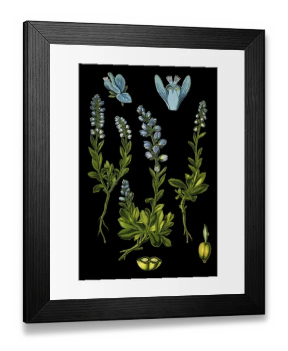 Framed Print : milkworts or snakeroots Framed Print : milkworts or snakeroots