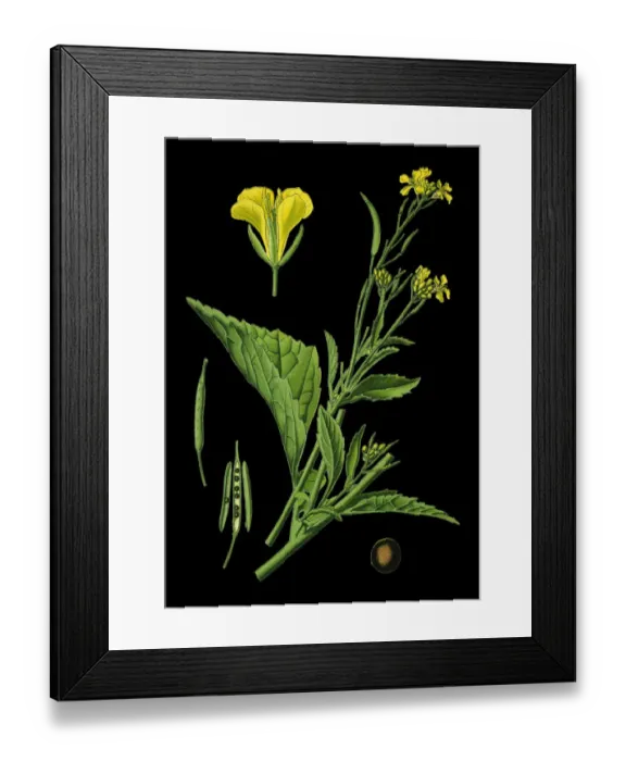 Framed Print : brown mustard, Chinese mustard, Indian mustard, leaf mustard, Oriental mustard, vegetable Framed Print : brown mustard, Chinese mustard, Indian mustard, leaf mustard, Oriental mustard, vegetable