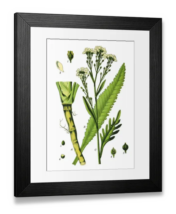 Framed Print : Horseradish Framed Print : Horseradish